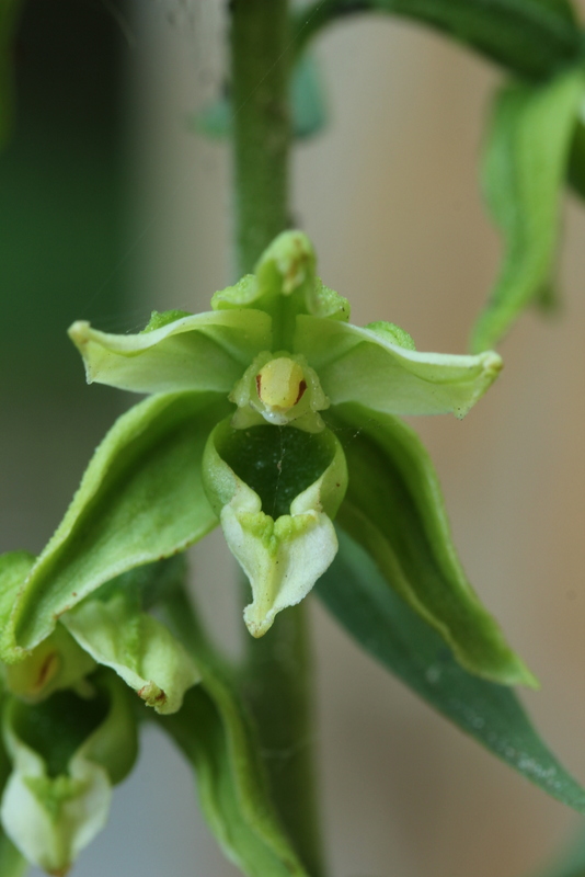 Epipactis helleborine var. viridiflora DFW 130815-004.JPG