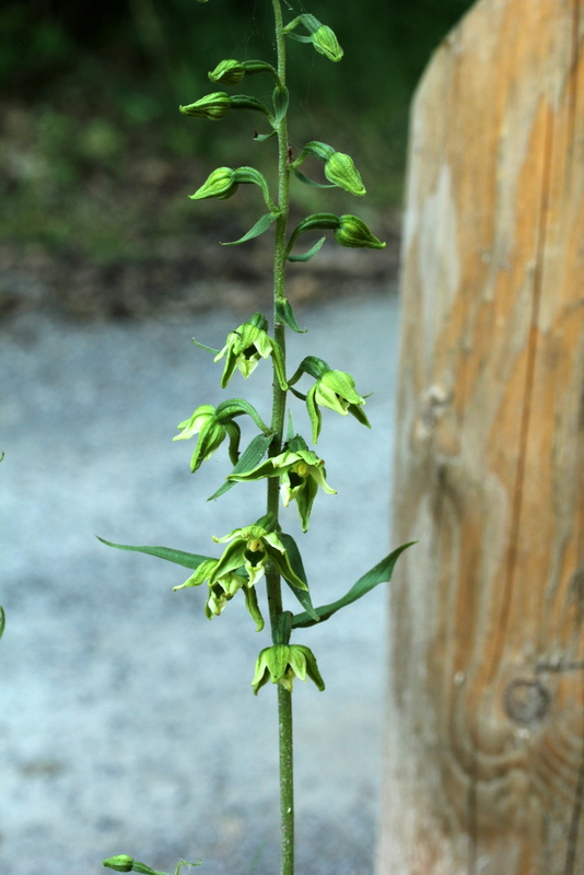Epipactis helleborine var. viridiflora DFW 130815-008.JPG