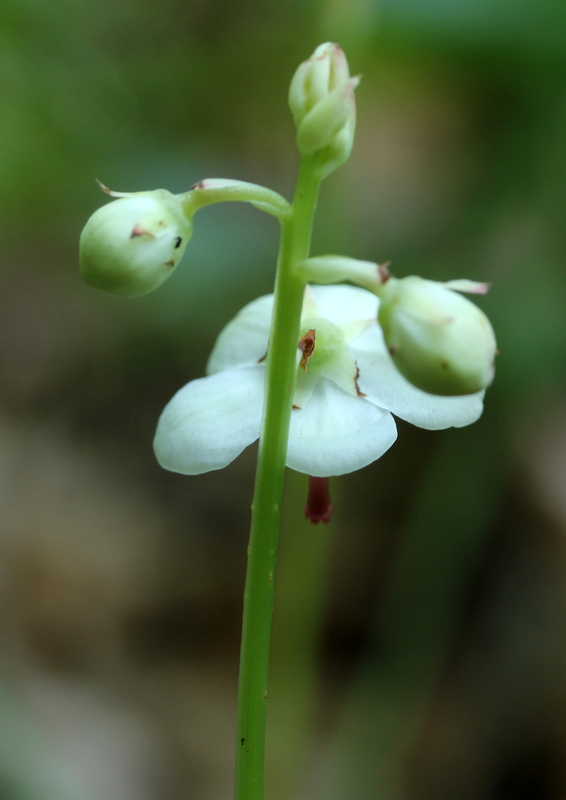 Pirola rotundifolia DFW 130815-007.JPG