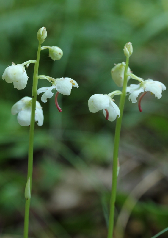 Pirola rotundifolia DFW 130815-005.JPG