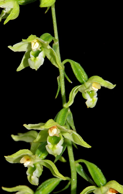 E. helleborine Berkenheuvel DFW 17-08-15 (14).jpg
