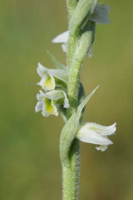 150822 Hompelvoet 49.jpg