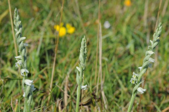 150822 Hompelvoet 41.jpg