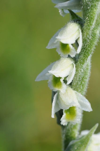 150822 Hompelvoet 37.jpg