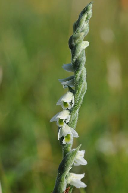 150822 Hompelvoet 31.jpg