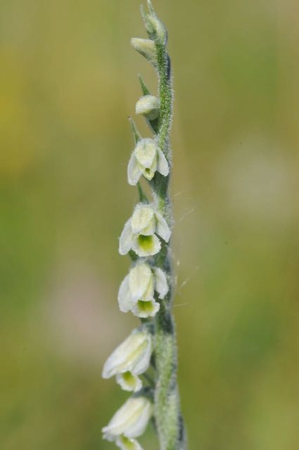 150822 Hompelvoet 17.jpg