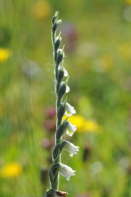 150822 Hompelvoet 09.jpg