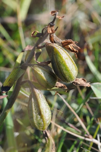 150822 Hompelvoet  09.jpg