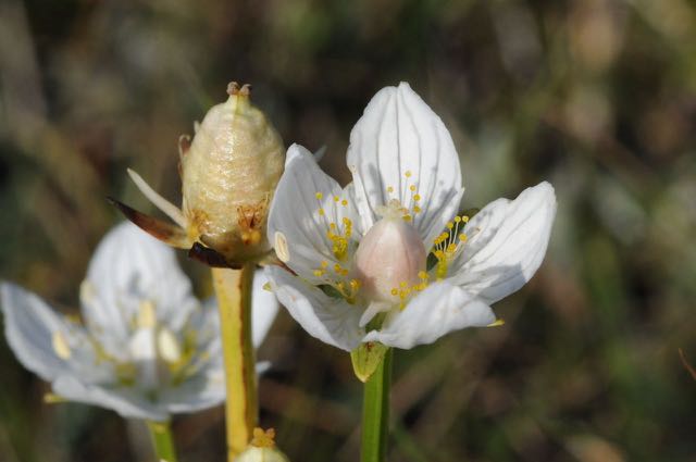 150822 Hompelvoet  05.jpg