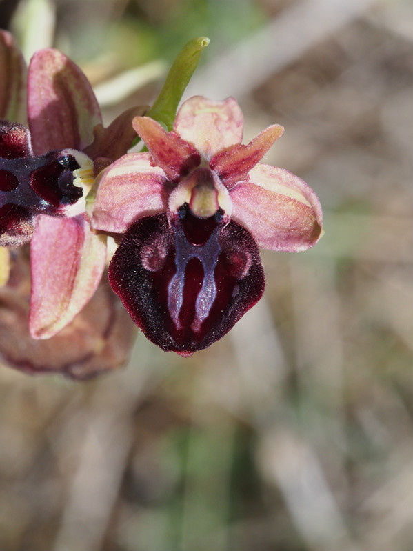 Ophrys hansreinhardii ? NW Greece