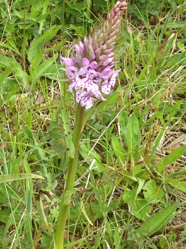 31 mei