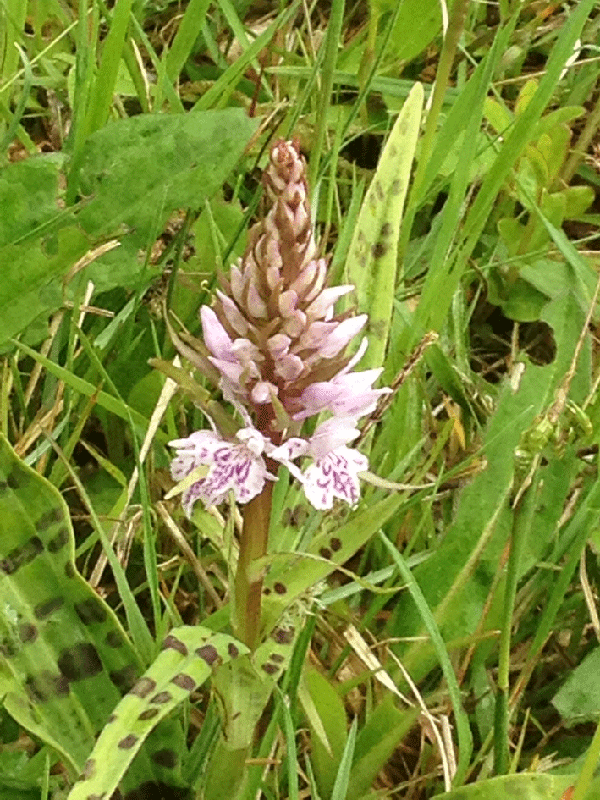 31 mei