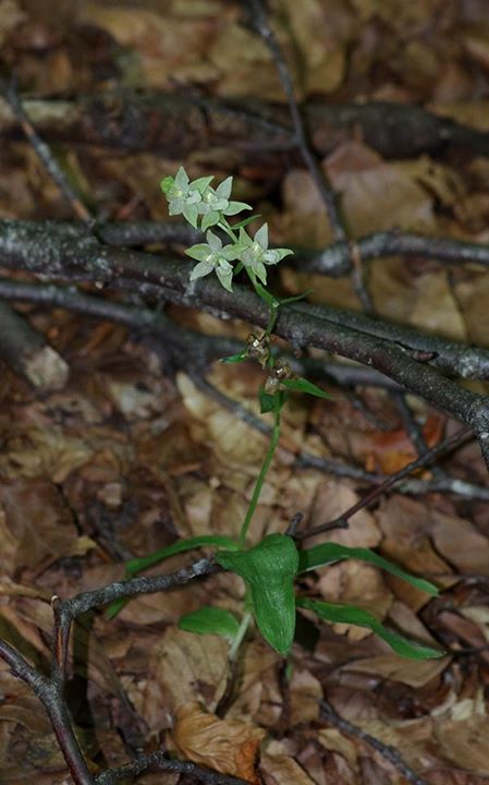 Epipactis persica Vermio 4 September 2015 1.jpg