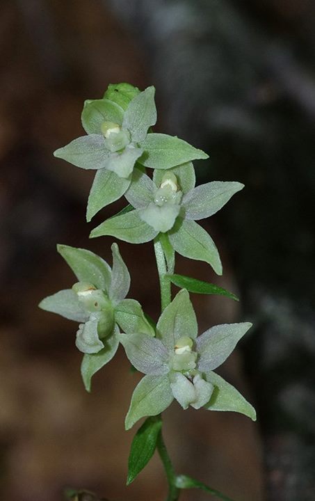 Epipactis persica Vermio 4 September 2015.jpg
