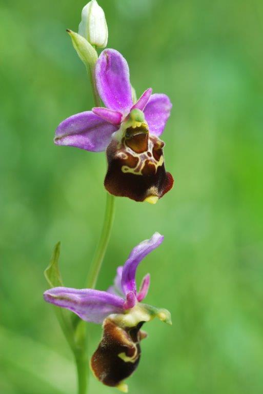 Ophrys holoserica
