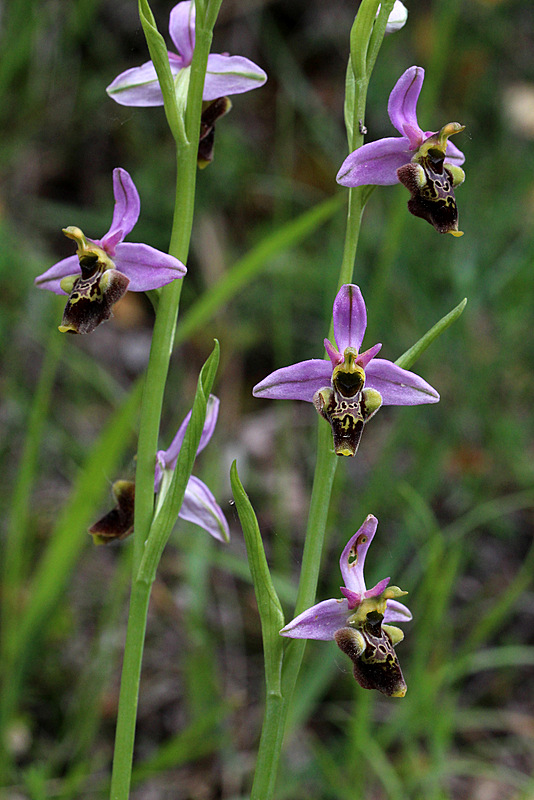 Frankrijk 2015 17-5-2015 9-48-48.jpg