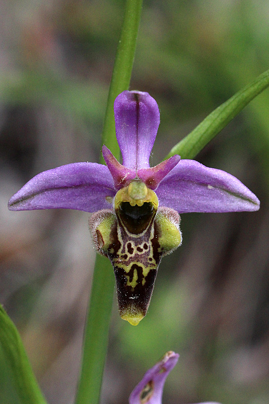 Frankrijk 2015 17-5-2015 9-49-26.jpg