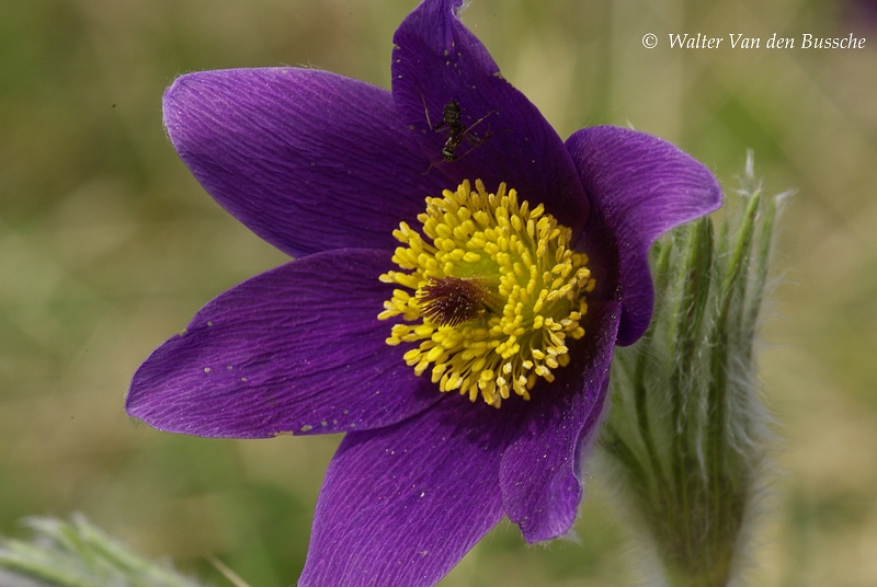 Pulsatilla14042009.JPG