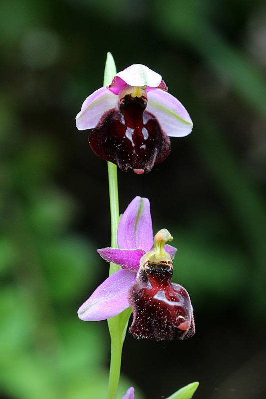 Ophrys drumana x Ophrys holoserica-La Vachery.jpg