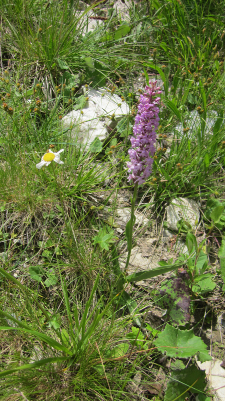 IMG_2257.JPG