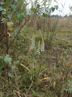 PA139472 - kopie.JPG
