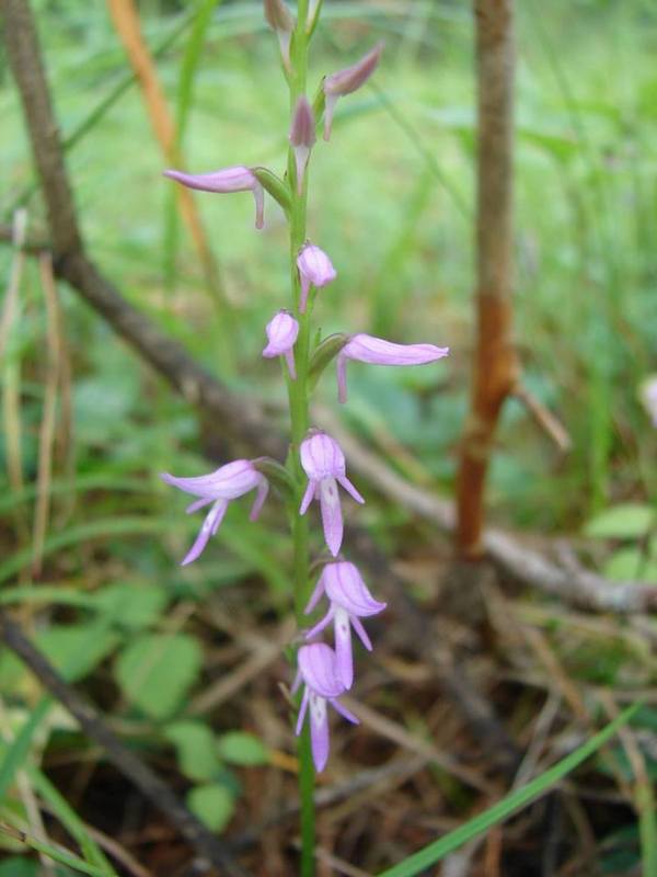 Neottianthe cucullata Vladimir Regio 200 km oost Moskou.jpg