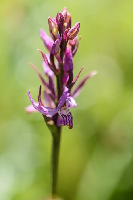 Wallis, Binntal, 2015-07-30