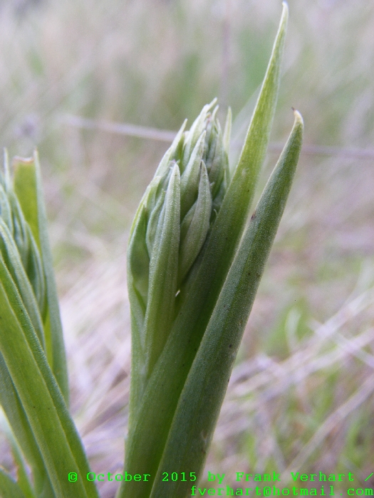 DSCF9518.JPG