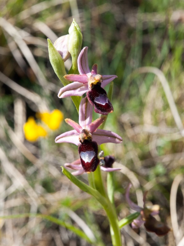 B5093030 (599 x 799).jpg