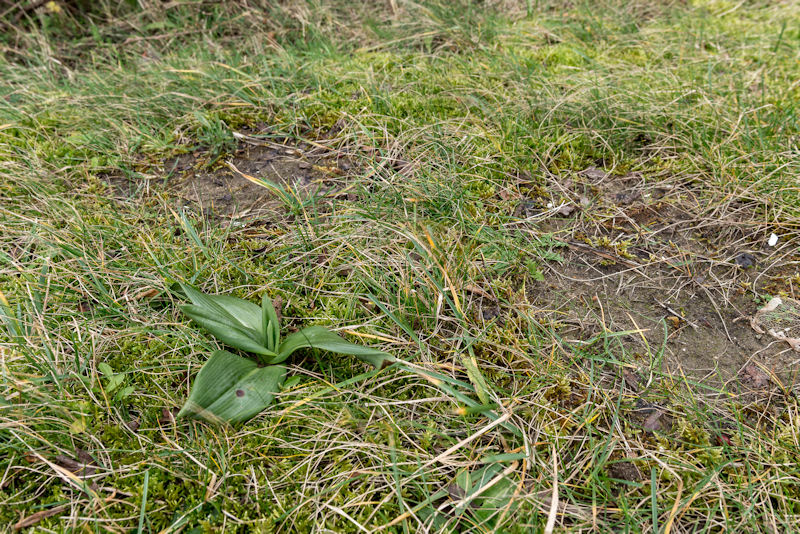 Rozet Bokkenorchis 31-01-2016