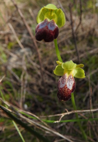 Ophrys fusca subs.....?
