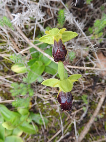 O.fusca....