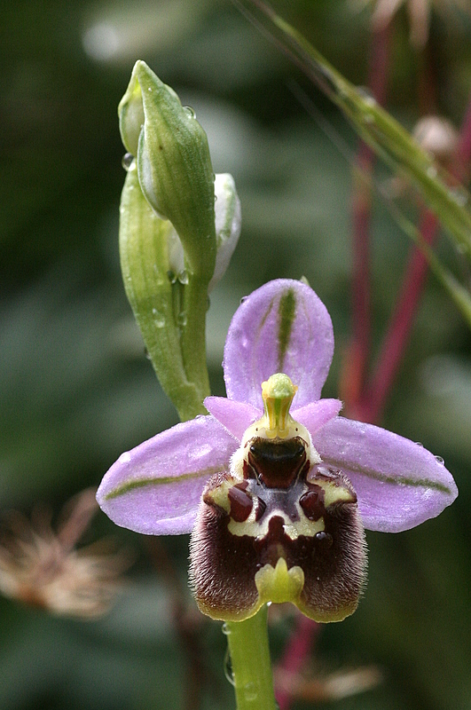 Ophrys candica ss. lyciensis 7-4-2009 12-40-43.JPG