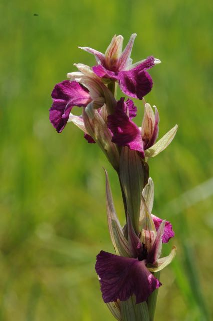 hybrid Orchis Picta x Serapias neglecta, Var Fr, 29-04-2009 09.jpg