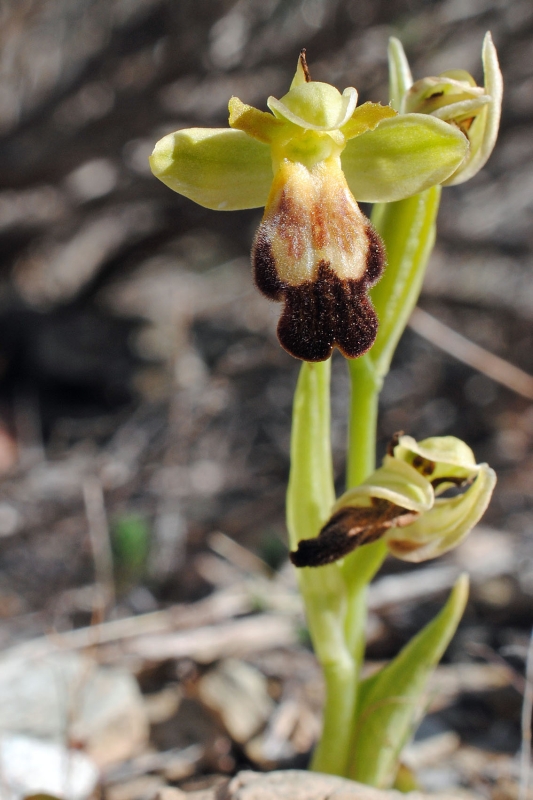 Ophrys lupercalis ?