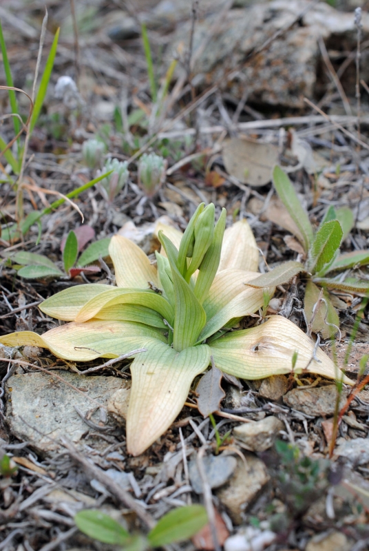 rozet Ophrys speculum