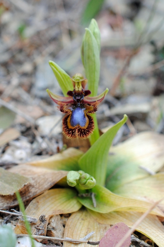 Ophrys speculum