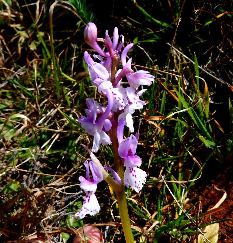 P1260453.JPG