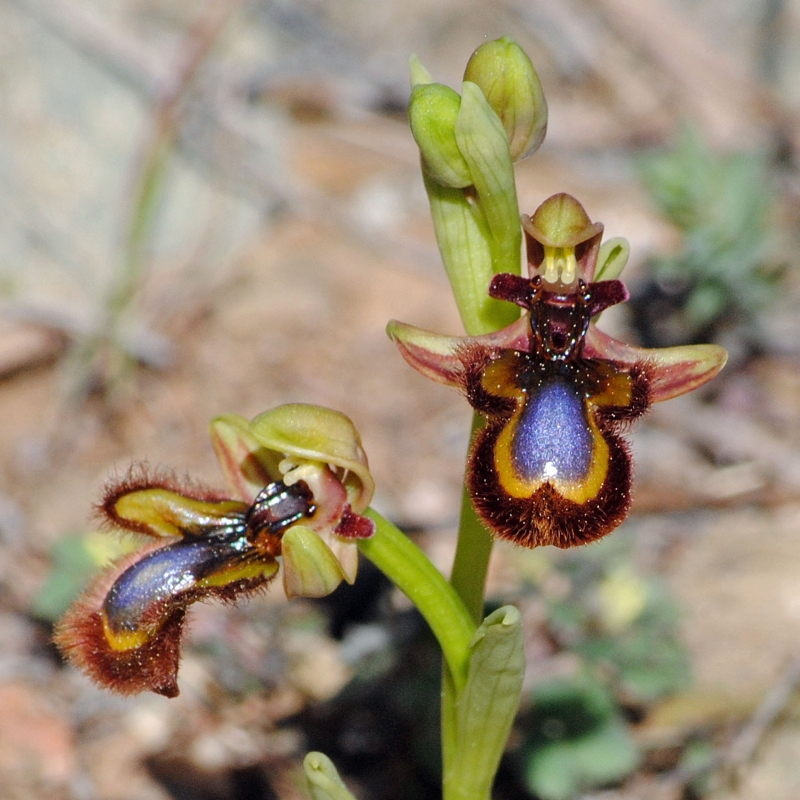 Ophrys speculum