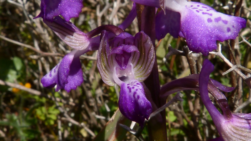 1-P1290457.JPG