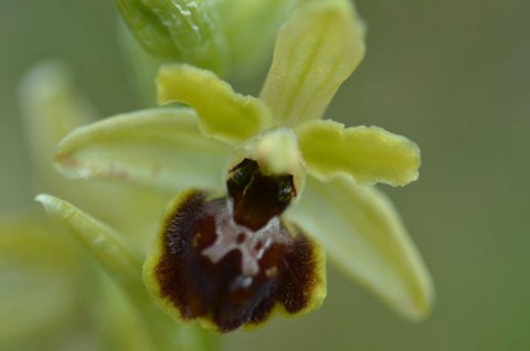 Ophrys araneola 2.jpg