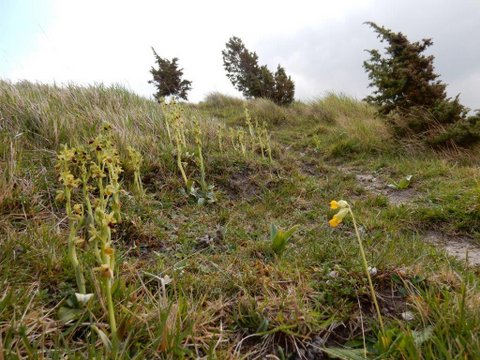 Ophrys araneola 3.jpg