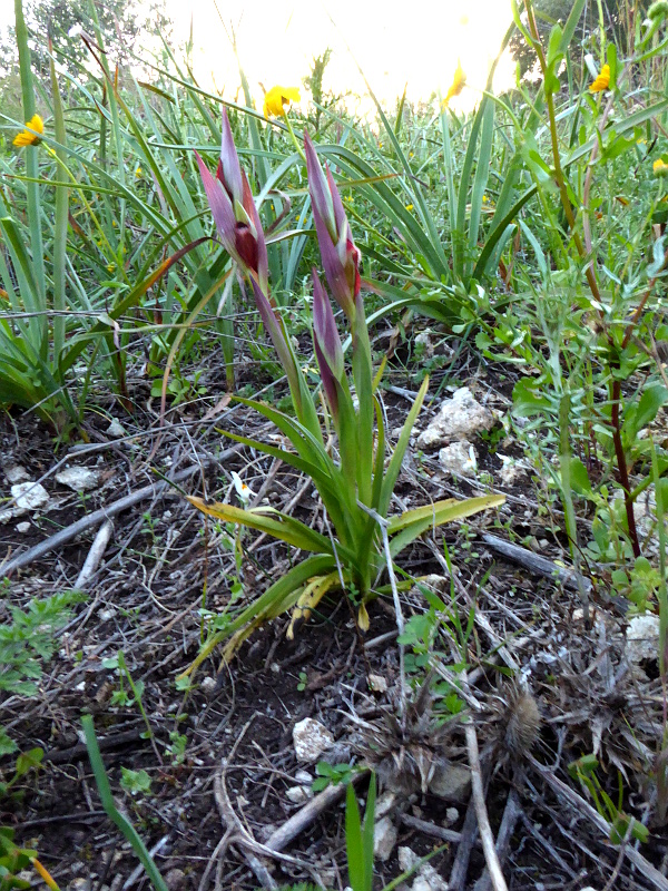 Serapias 3 plant P1010111.JPG