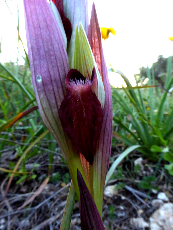 Serapias 3 bloem P1010113.JPG