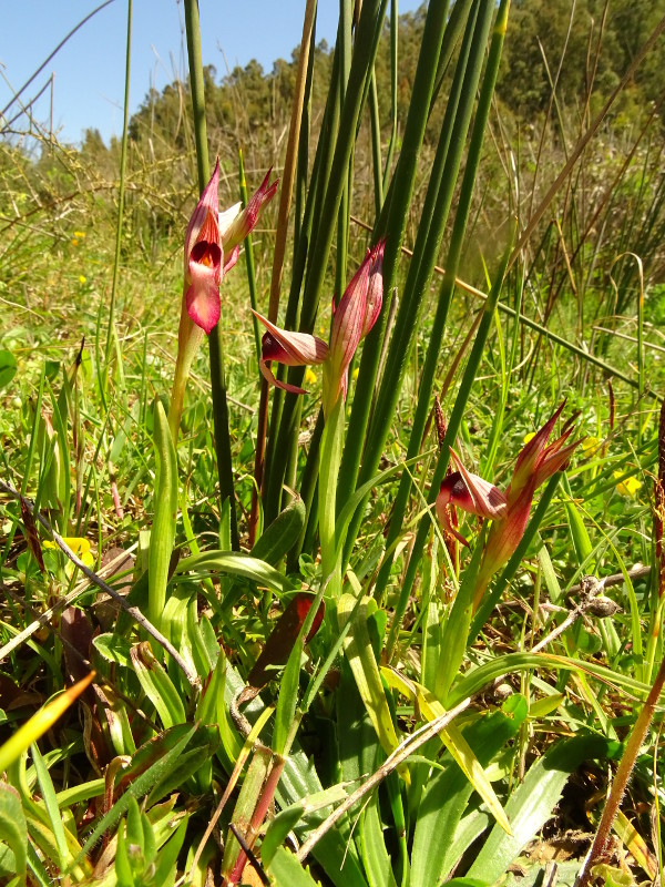 Serapias 2 plant DSC02930.JPG