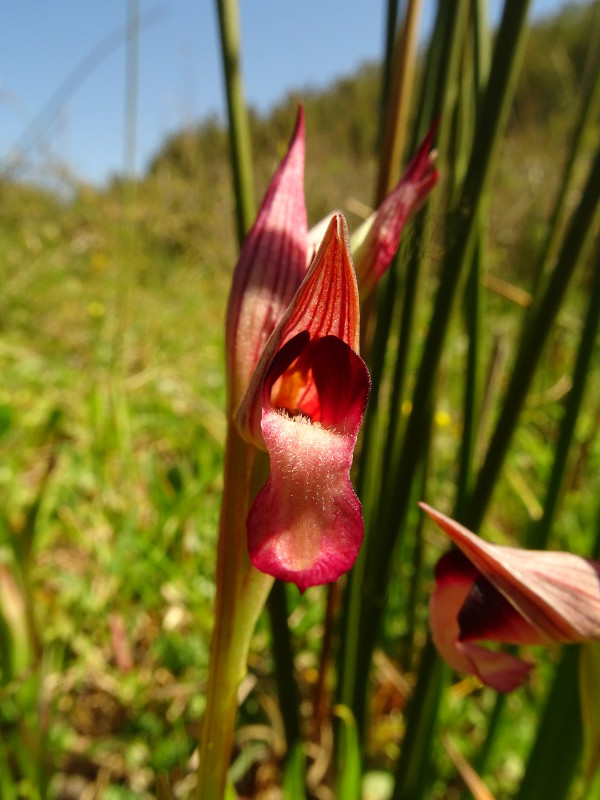 Serapias 2 bloem DSC02925.JPG