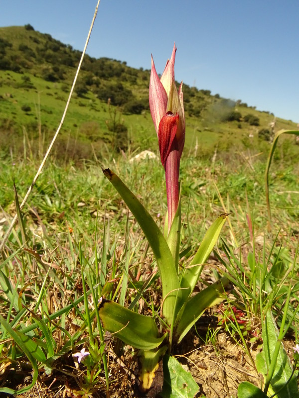 Serapias 1 plant DSC02893.JPG