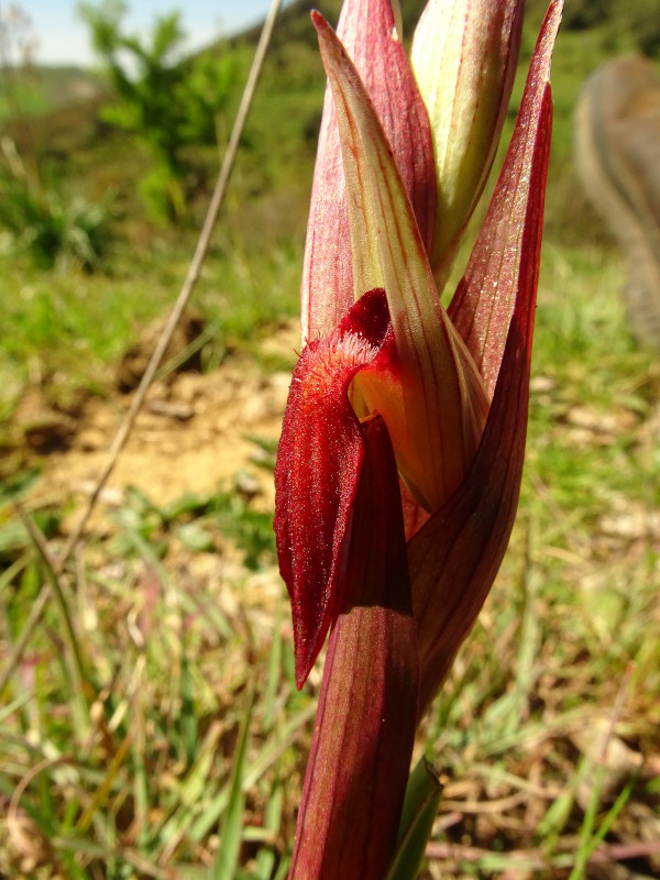 Serapias 1 bloem DSC02898.JPG