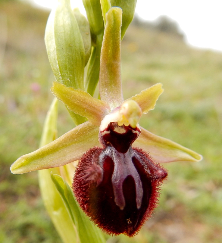 ophrys.jpg