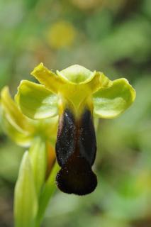 gewoon Ophrys fusca.jpg